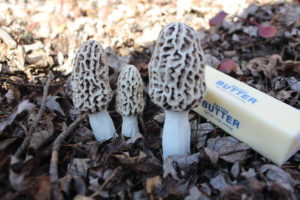 Handmade Morel Mushrooms for Landscape & Garden