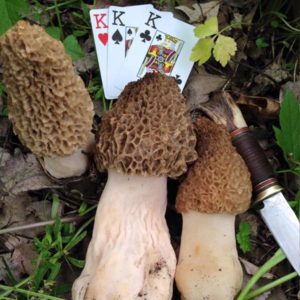 Three Morel Mushroom Giants