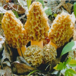 Morel Mushroom Pictures
