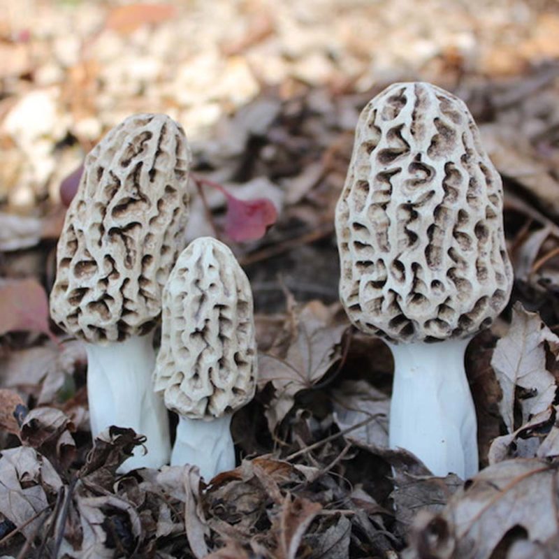 Morel Mushroom Carvings