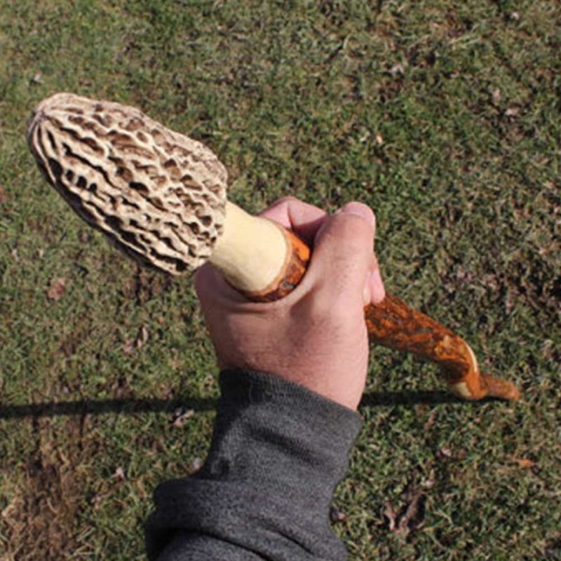 Morel Mushroom Stick