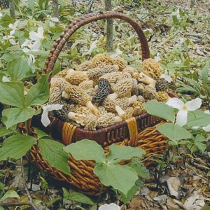 Morel Mushroom Basket