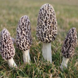 Morel Mushrooms For Landscape