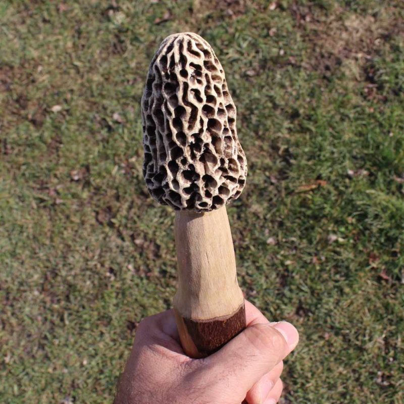 Morel Mushroom Hiking Stick
